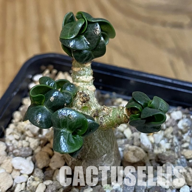 SH31816 Adenium arabicum DHA