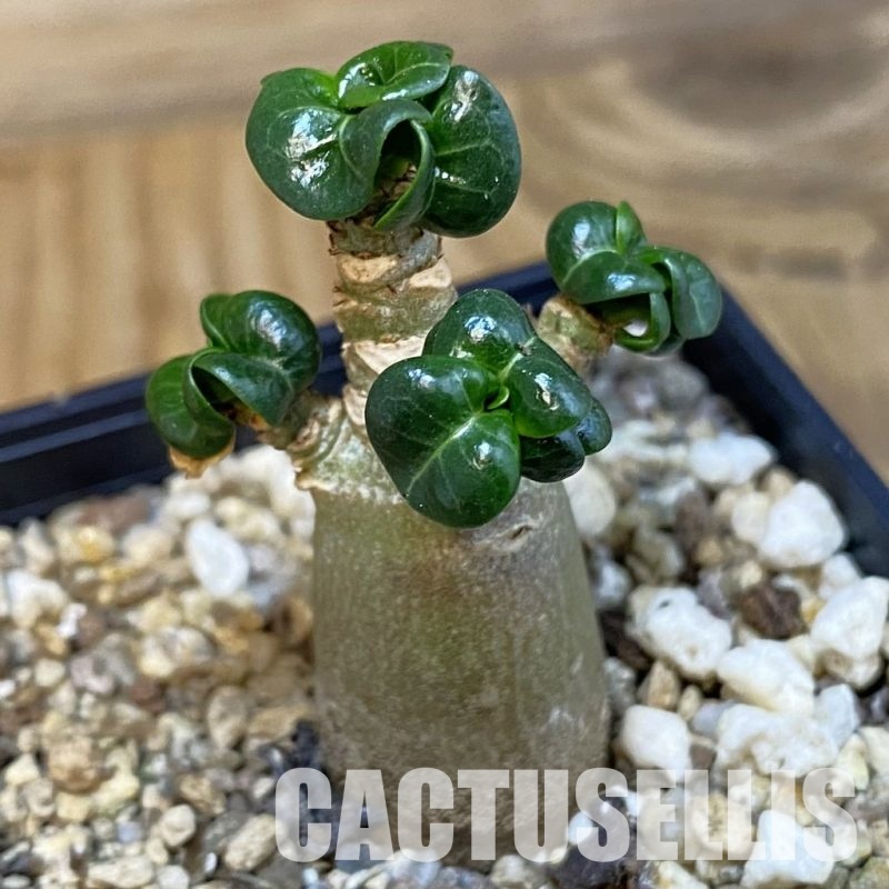SH31817 Adenium arabicum DHA