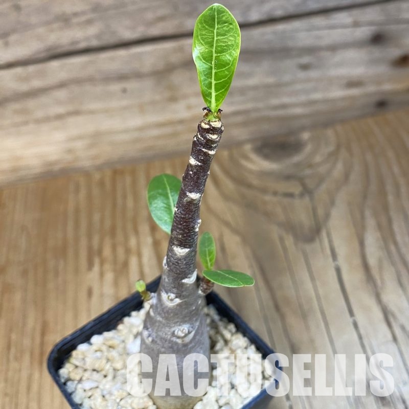 SH31820 Adenium arabicum ‘Black Body’