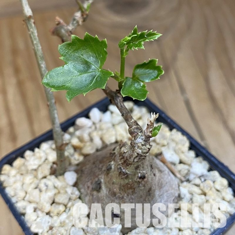 SH31822 Cissus trifoliata