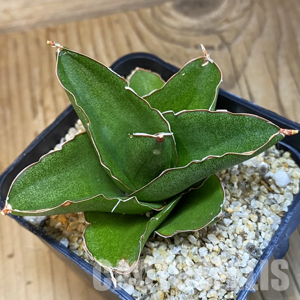 SH31787 Sansevieria 'Andaman' - 画像 (2)