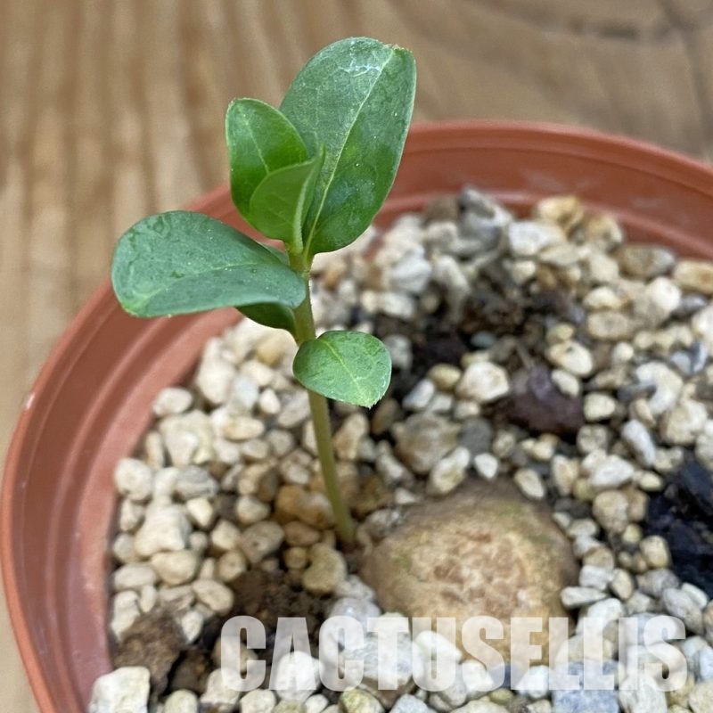 SH31824 Brachystelma aff. plocamoides ES 21615