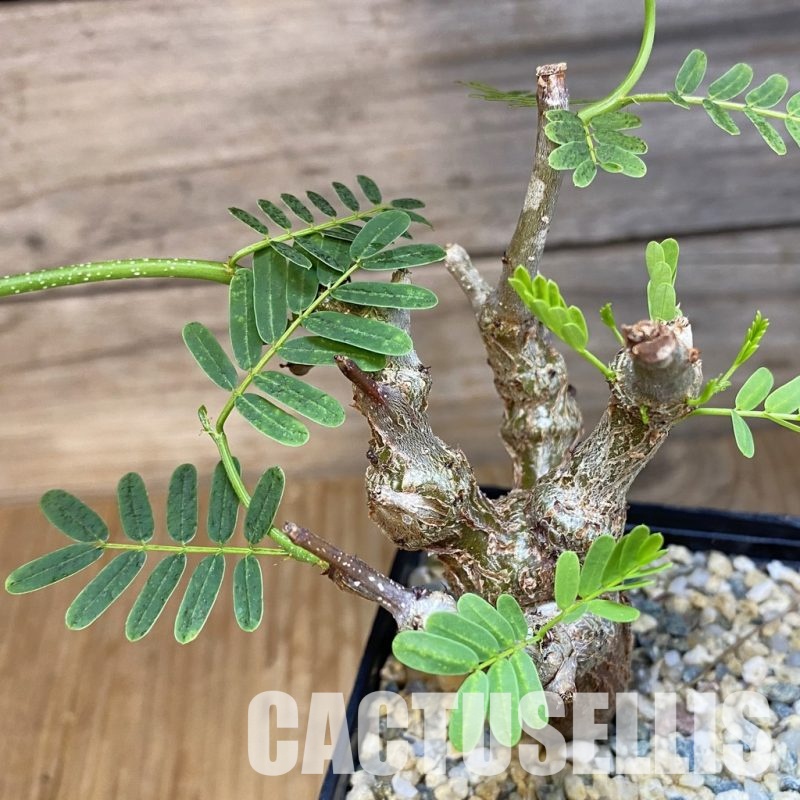 SH31825 Senna meridionalis