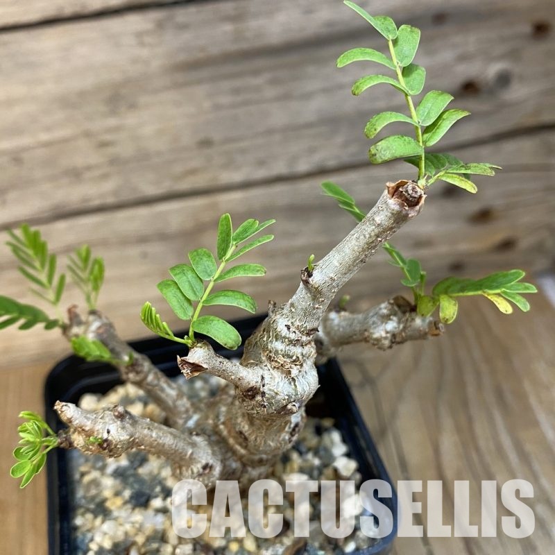 SH31826 Senna meridionalis