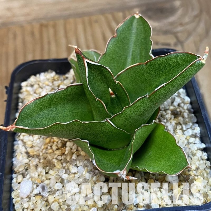 SH31787 Sansevieria 'Andaman'