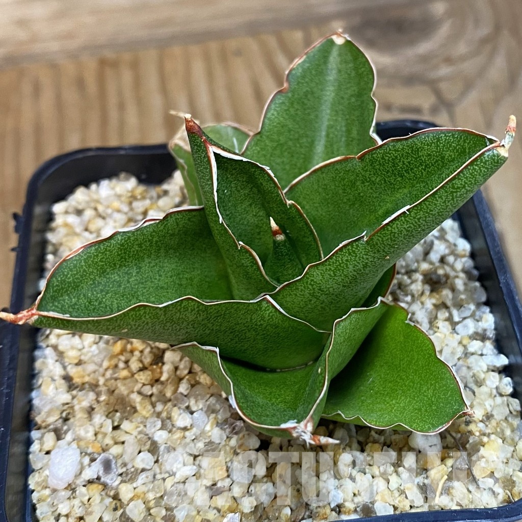 SH31787 Sansevieria 'Andaman'