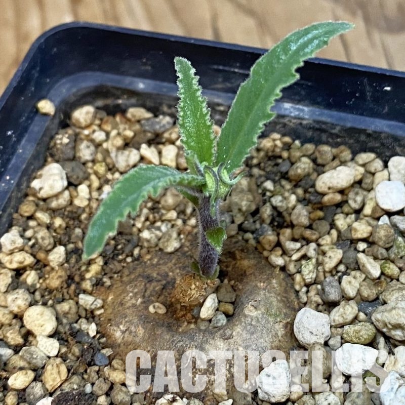 SH31827 Dorstenia psilurus ES 22577