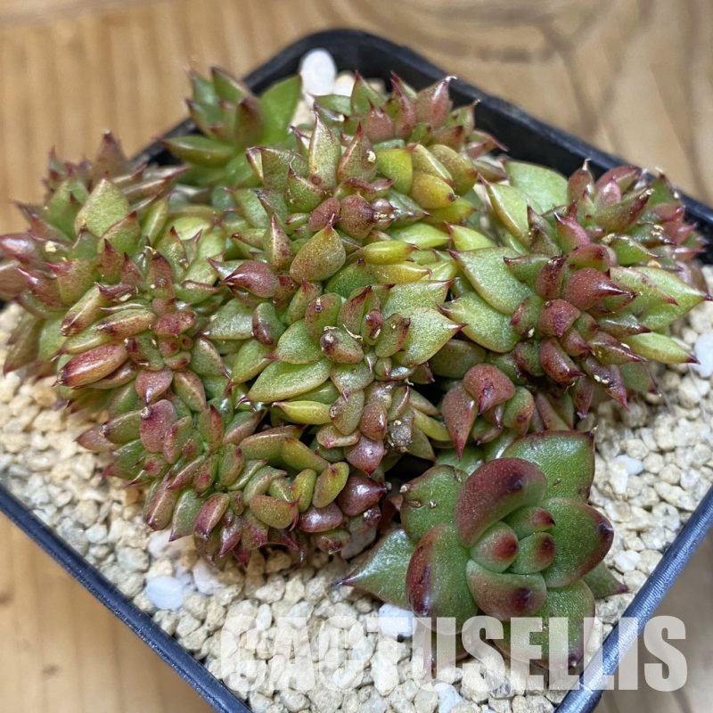 SH31828 Echeveria agavoides f. cristata