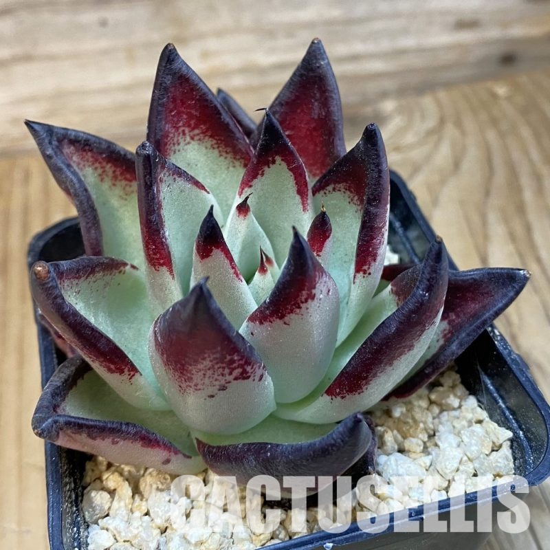 SH31829 Echeveria agavoides ‘Black Ebony’