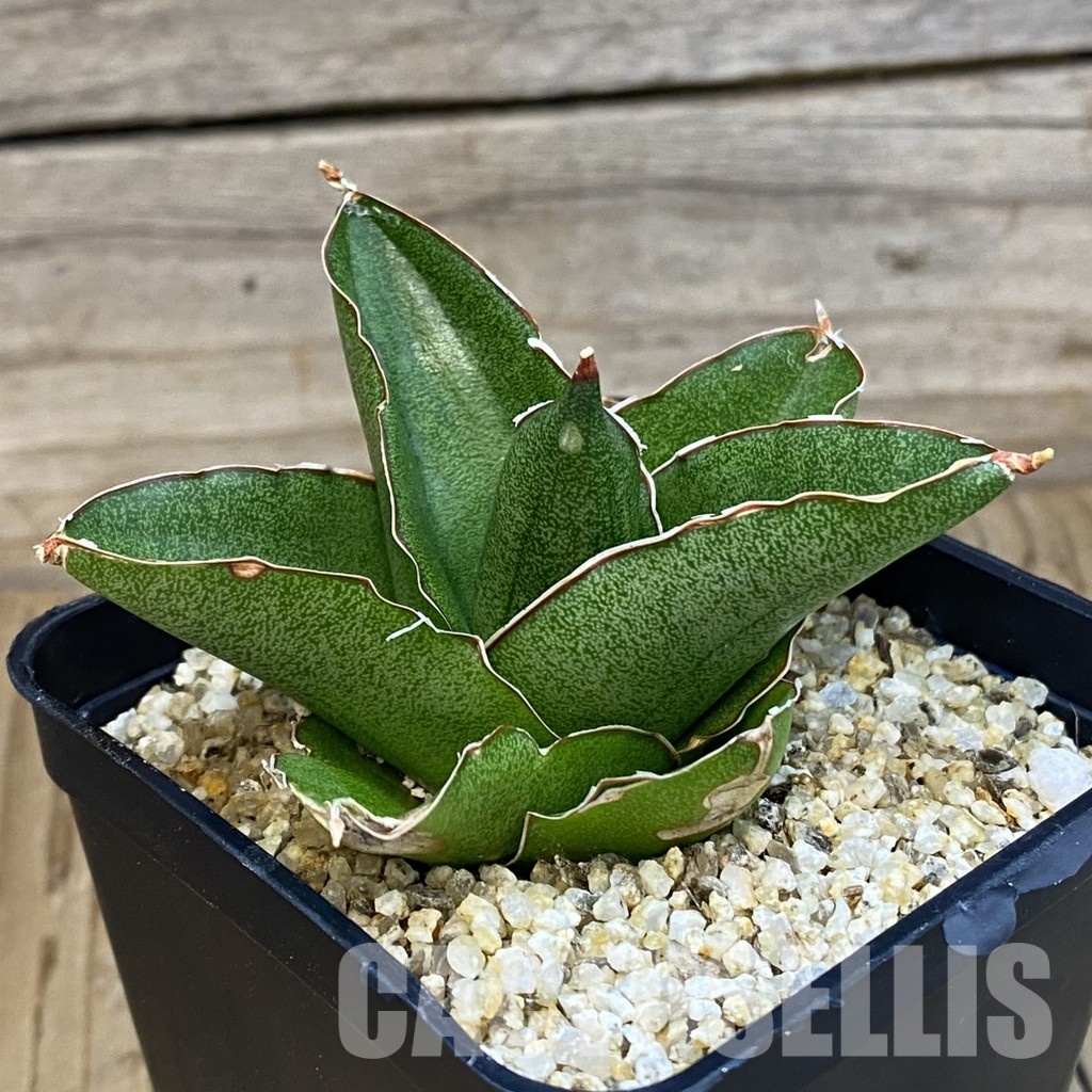 SH31787 Sansevieria 'Andaman' - 画像 (3)