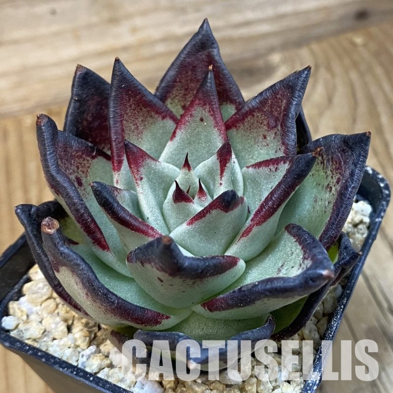 SH31830 Echeveria agavoides ‘Black Ebony’