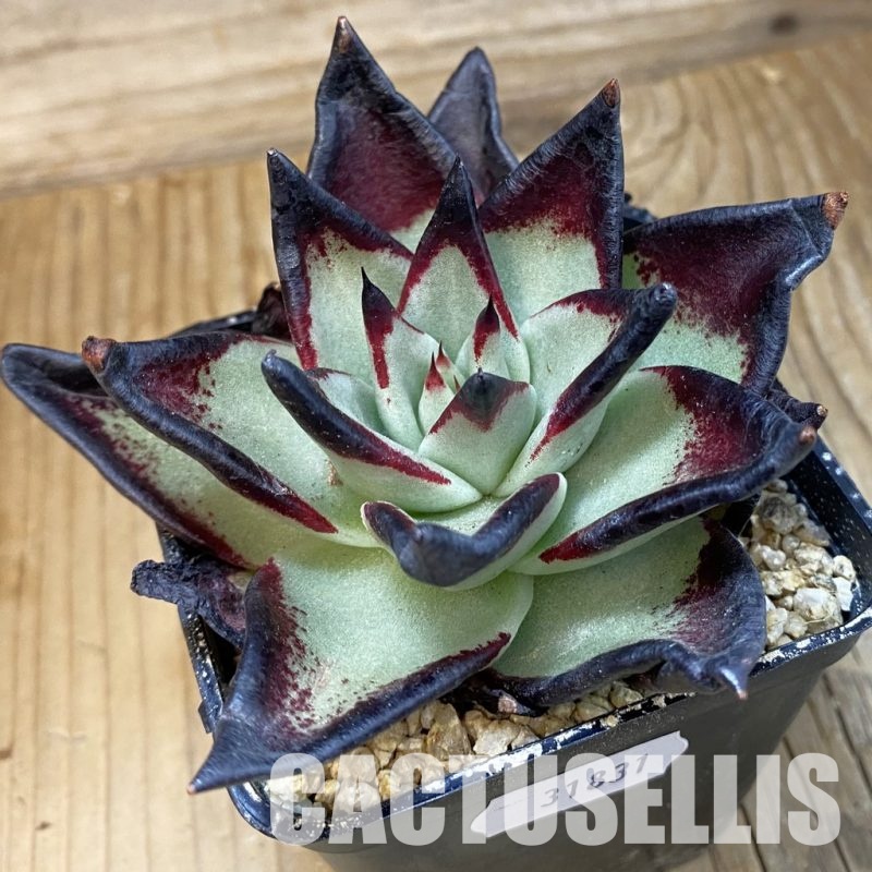 SH31831 Echeveria agavoides ‘Black Ebony’
