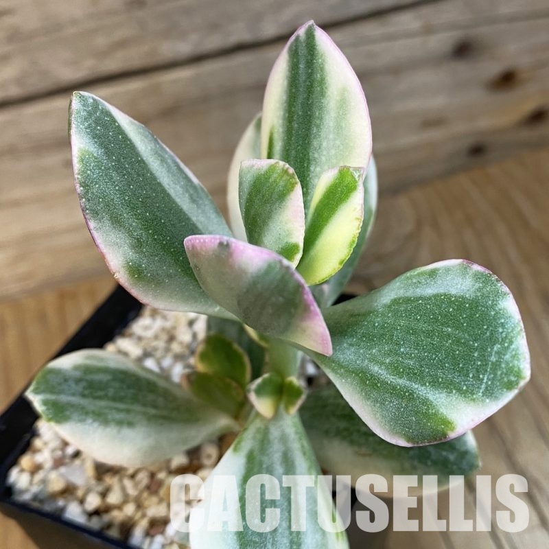 SH31832 Crassula ovata f. variegata