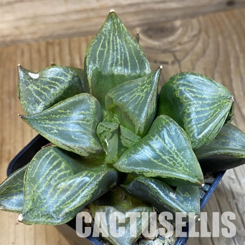 SH31833 Haworthia comptoniana 'Urahannya'