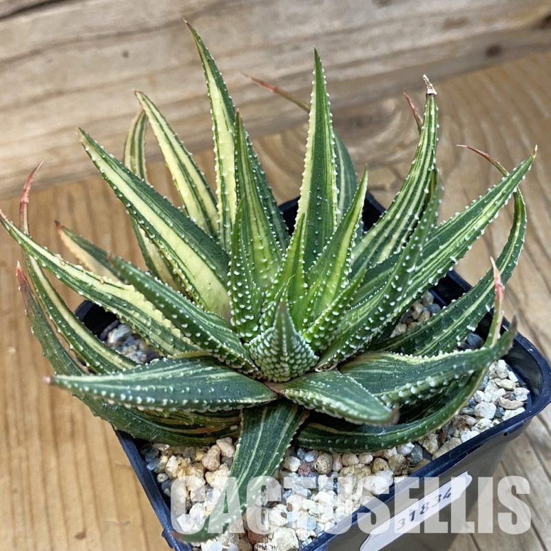 SH31834 Haworthia pumila hybrid f. variegata
