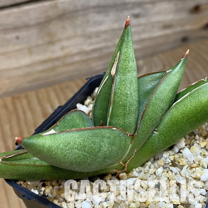 SH31788 Sansevieria ‘Pixxie’