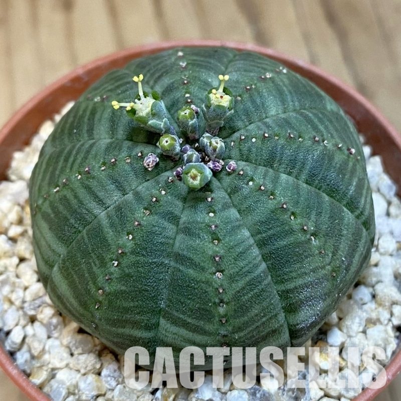 SET268 Euphorbia obesa ♀ ♂, 2 plants