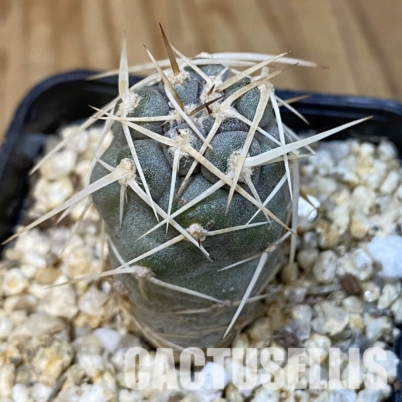 SH31838 Tephrocactus fiambalensis, seedling