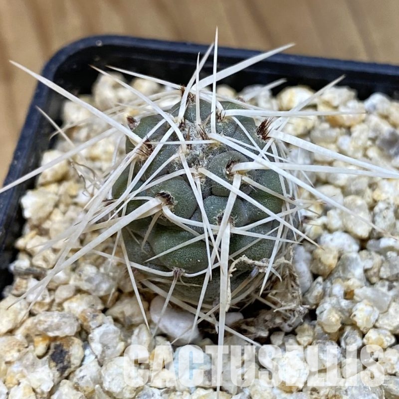 SH31839 Tephrocactus fiambalensis, seedling