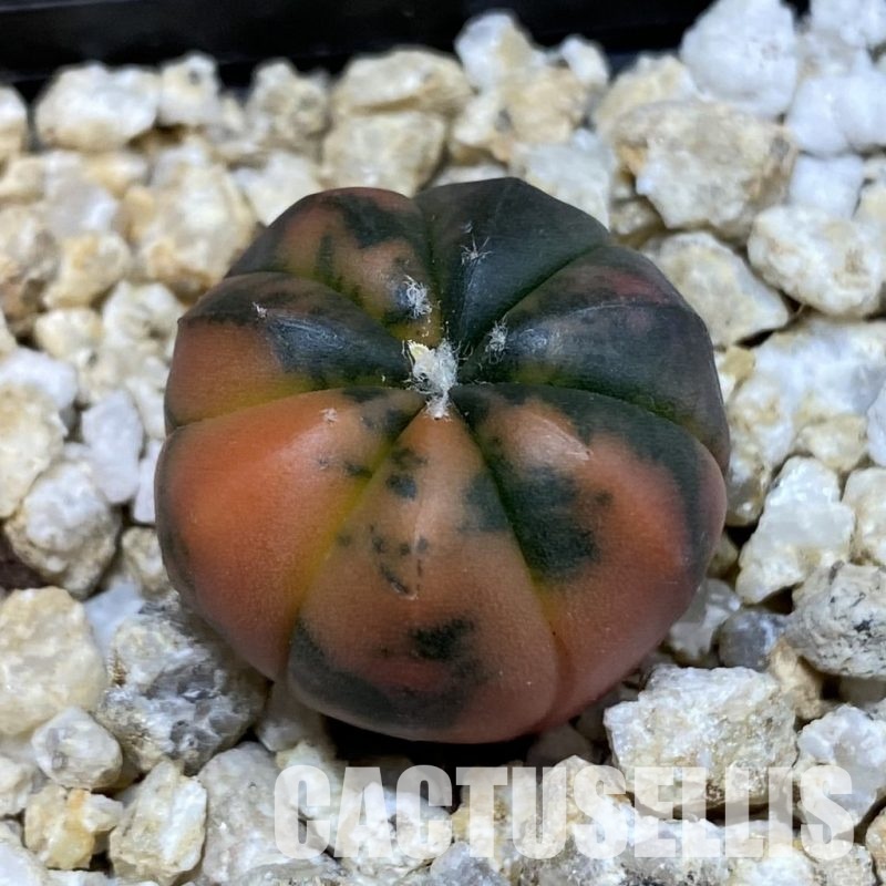 SH31840 Astrophytum asterias ‘Red Purple Skin’ f. variegata