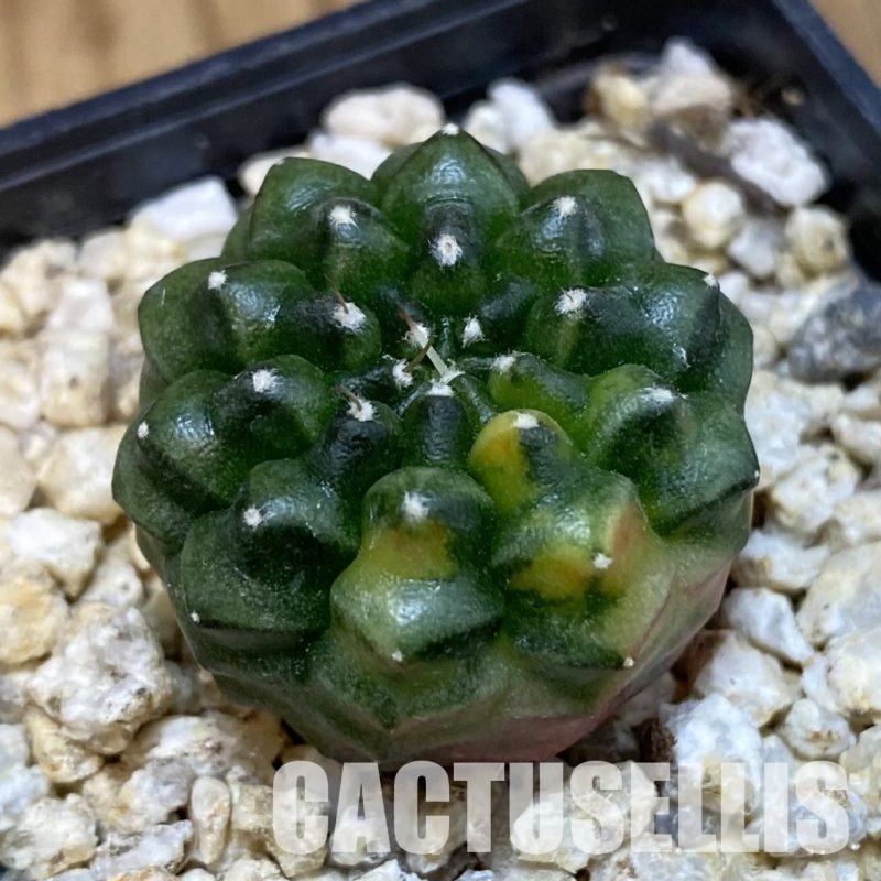 SH31841 Gymnocalycium mihanovichii ‘inermis’ f. variegata