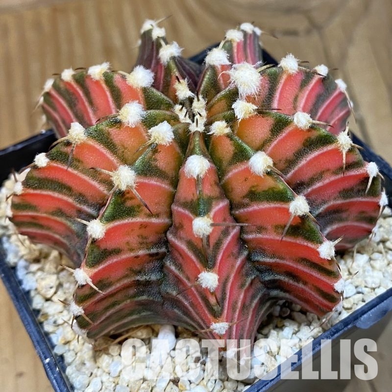 SH31842 Gymnocalycium friedrichii LB f. variegata, seedling