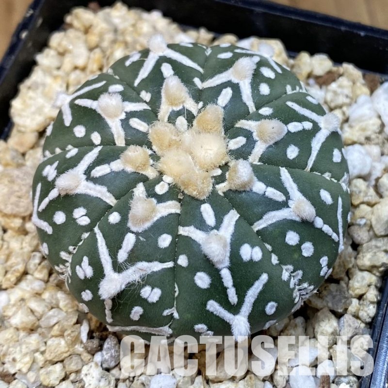 SH31843 Astrophytum asterias ‘Super Kabuto’ V-type f. nudum