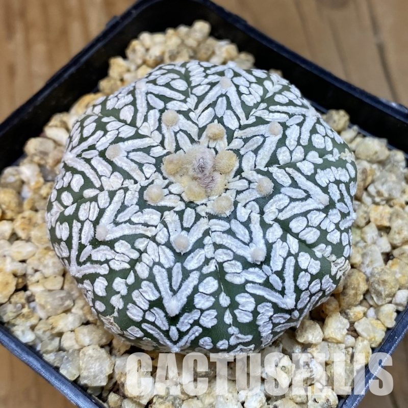 SH31844 Astrophytum asterias ‘Super Kabuto’ V-type