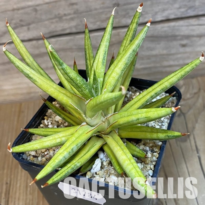 SH31784 Sansevieria francisii f. Yellow variegata