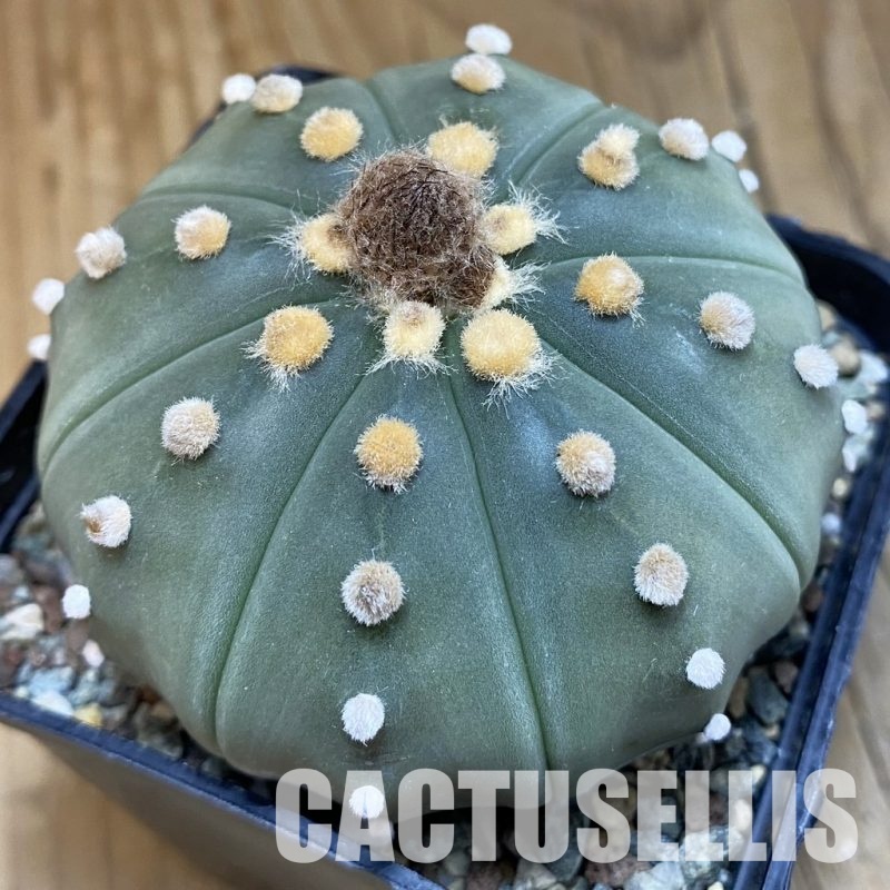 SH31846 Astrophytum asterias 'Akabana'