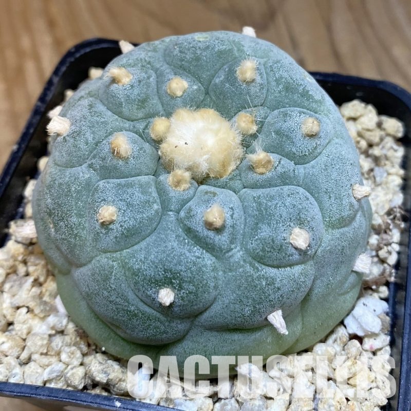 SH31847 Anhalonium frichii ‘Yatagai’ hybrid, seedling, own roots