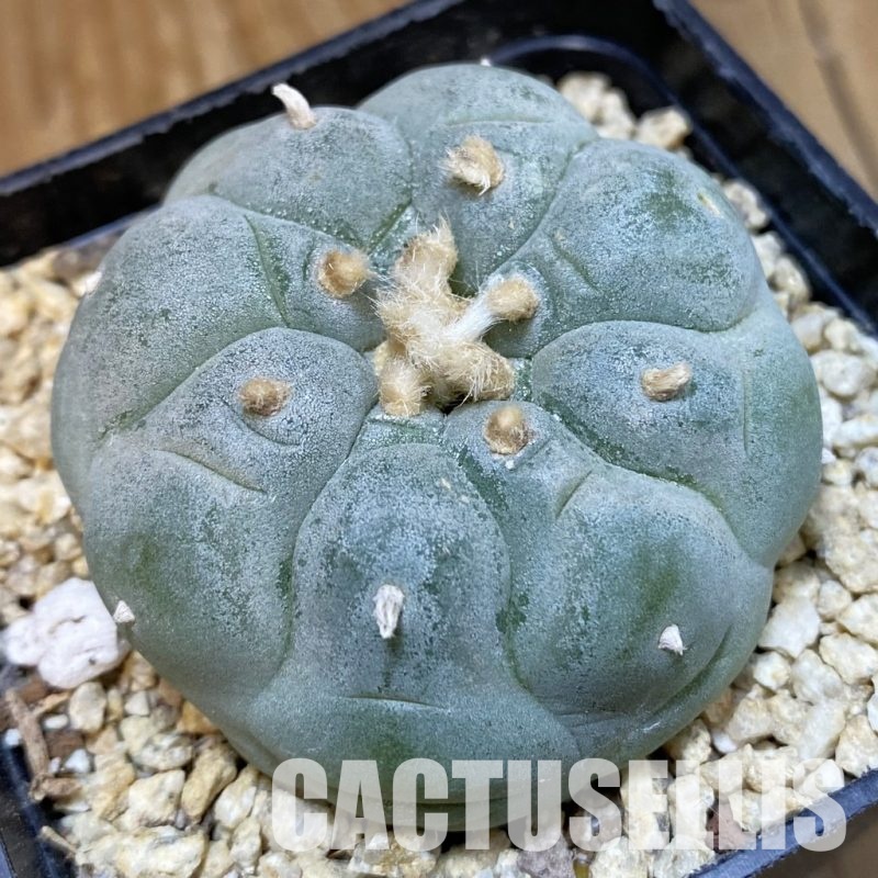 SH31848 Anhalonium frichii ‘Yatagai’ hybrid, seedling, own roots