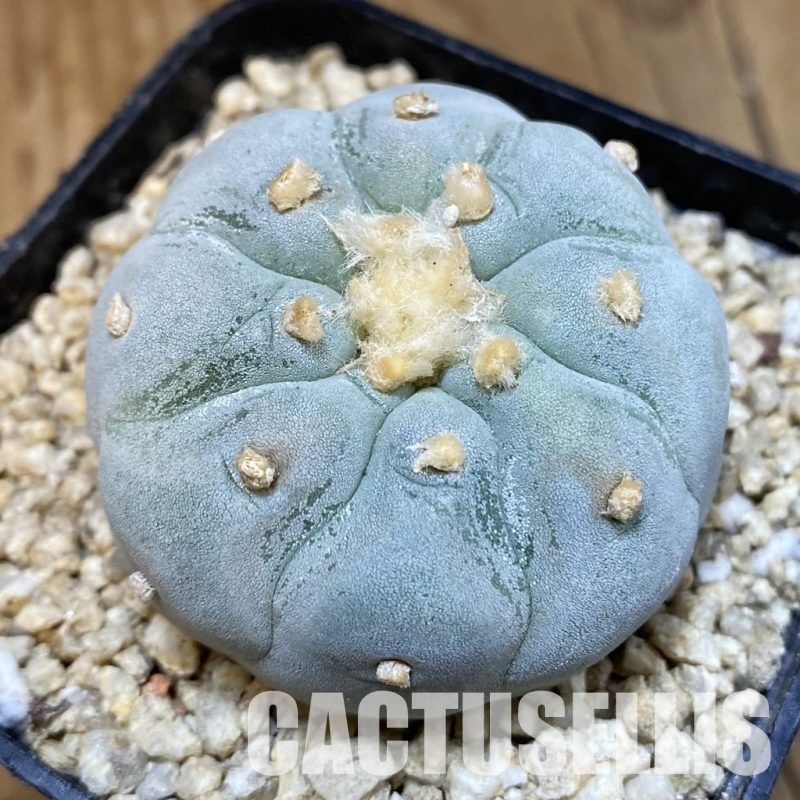 SH31849 Anhalonium frichii ‘Yatagai’ hybrid, seedling, own roots