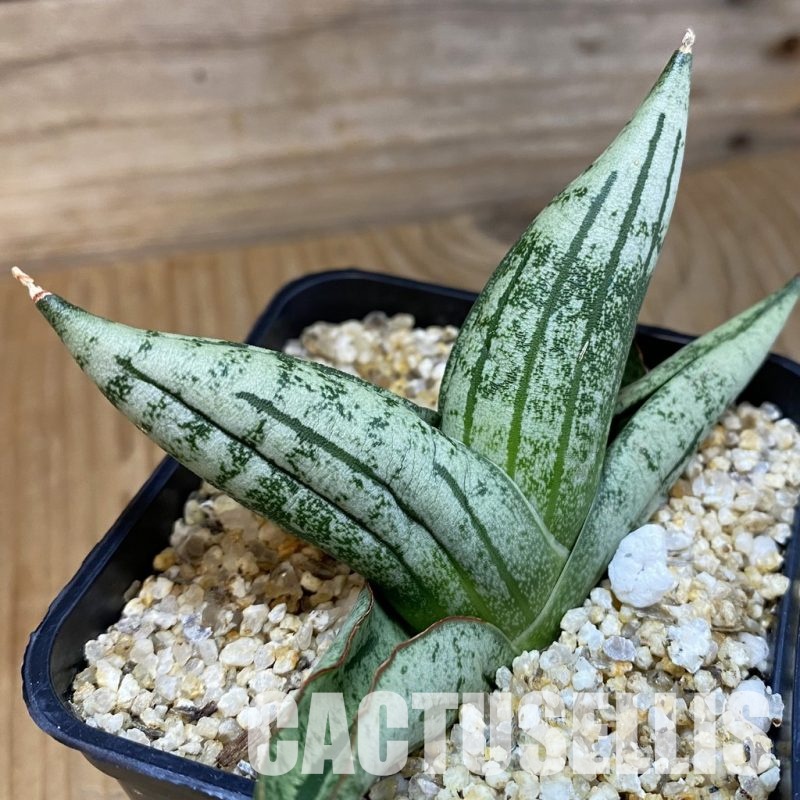 SH31789 Sansevieria ‘Green Label’