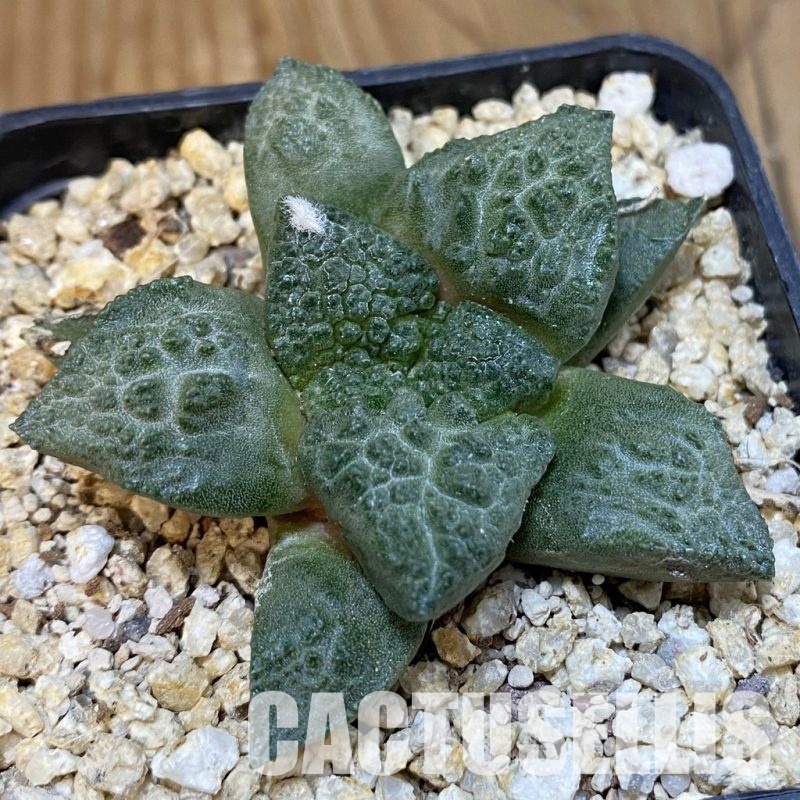 SH31850 Ariocarpus fissuratus ‘Godzilla’, seedling