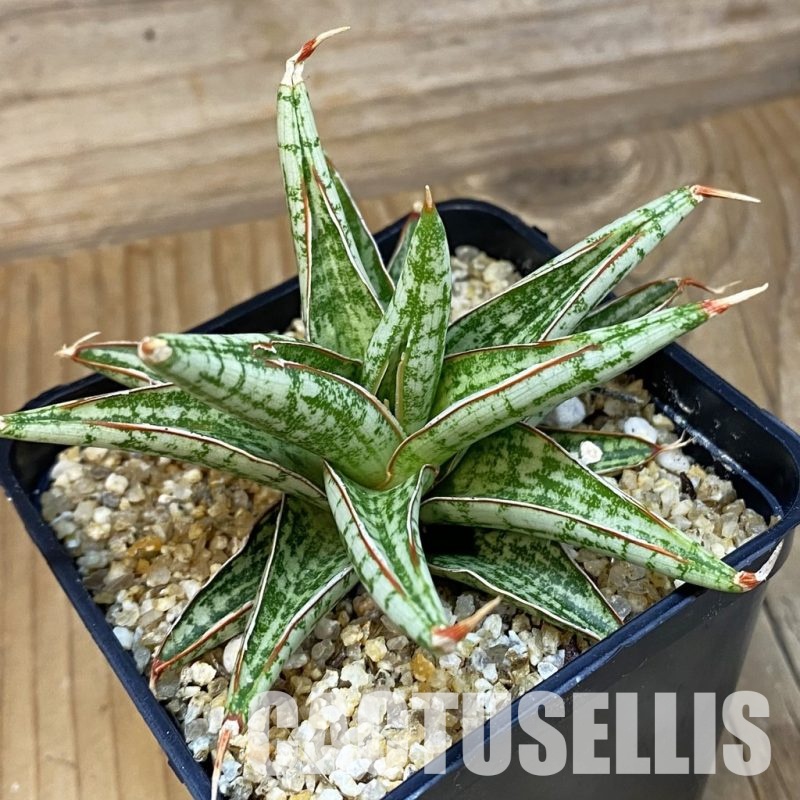 SH31790 Sansevieria ‘Lawang’