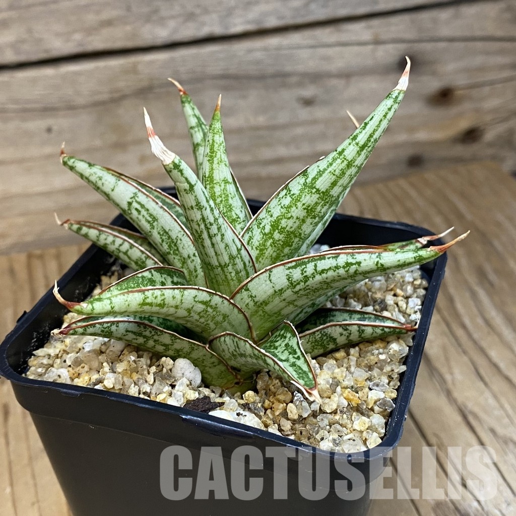 SH31790 Sansevieria ‘Lawang’ - Image 2