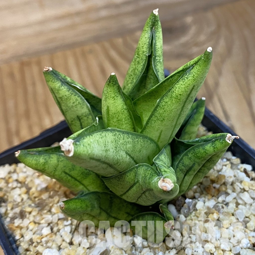 SH31791 Sansevieria 'Durian'