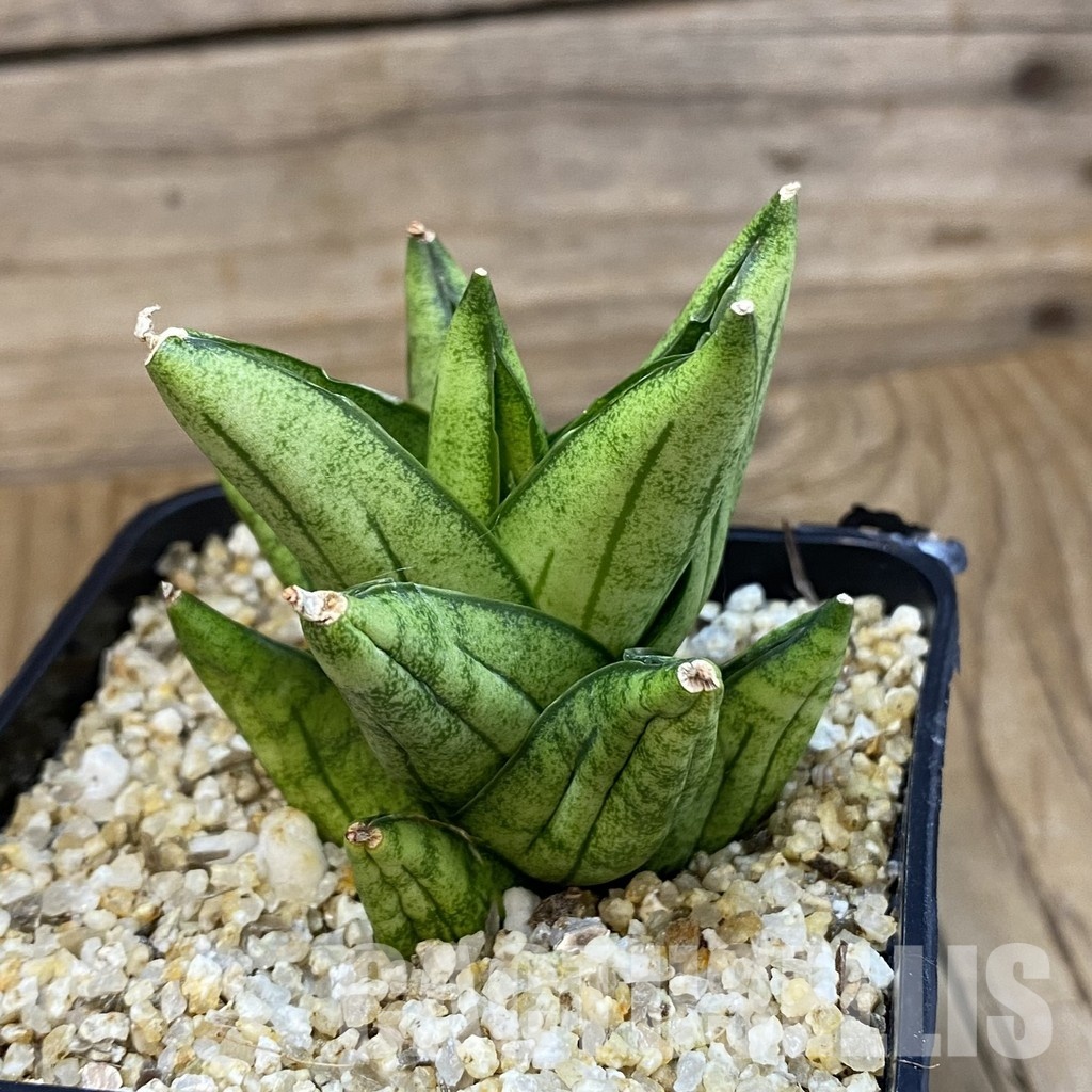 SH31791 Sansevieria 'Durian' - Image 2