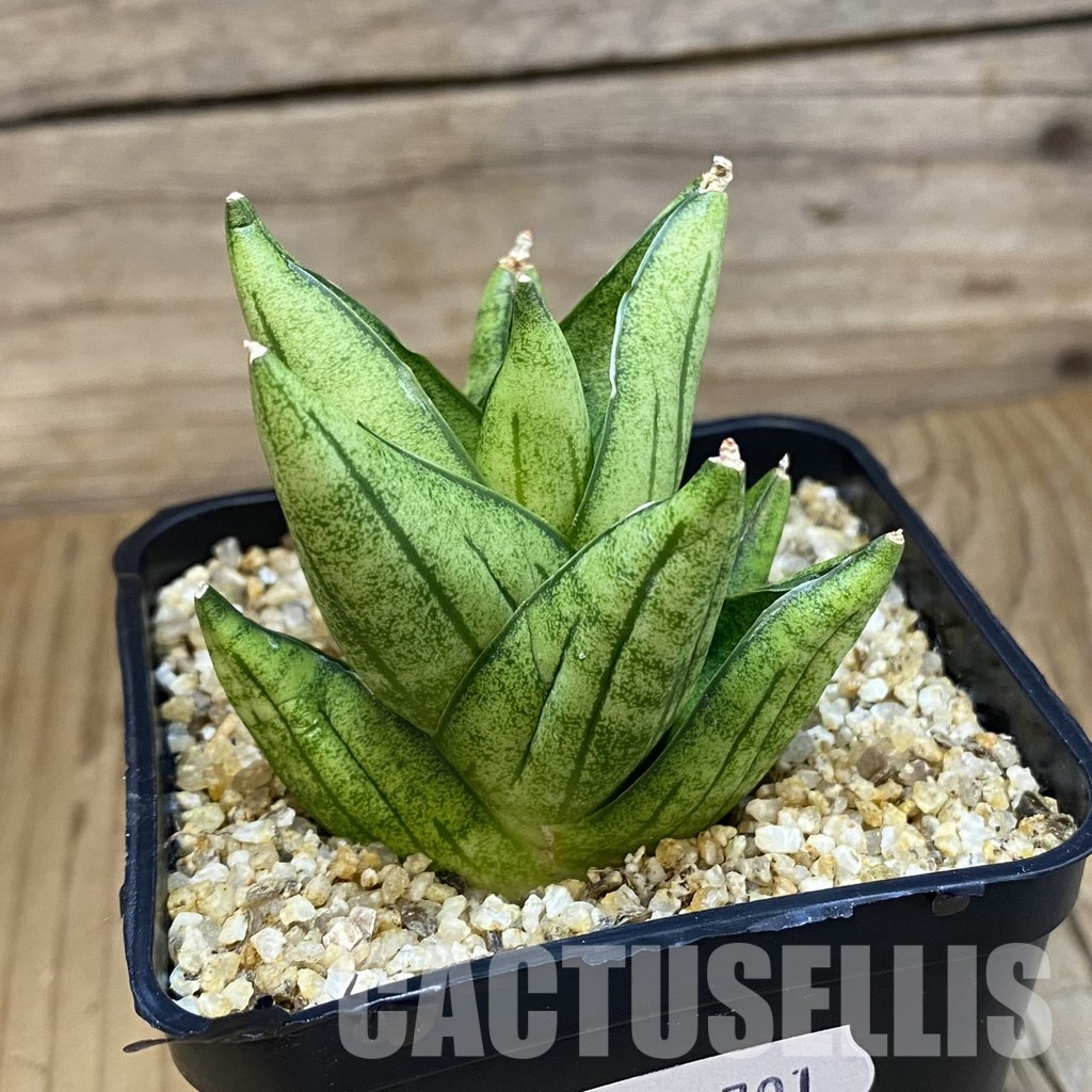 SH31791 Sansevieria 'Durian' - Image 3