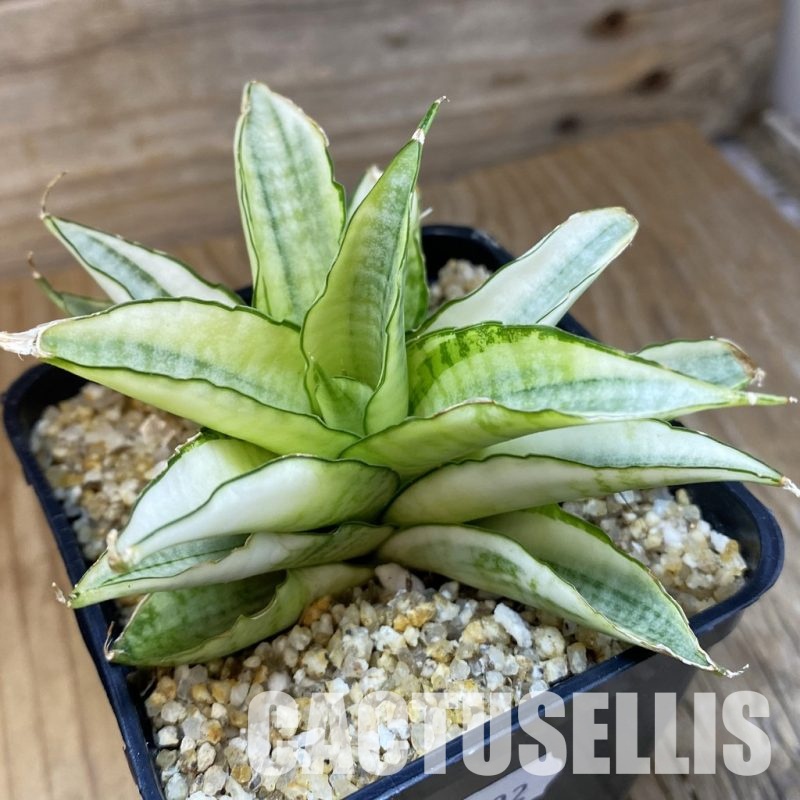 SH31792 Sansevieria ‘Gabriella White’