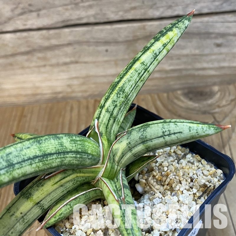 SH31794 Sansevieria lavranos 1970 ‘Yellow’ f. variegata