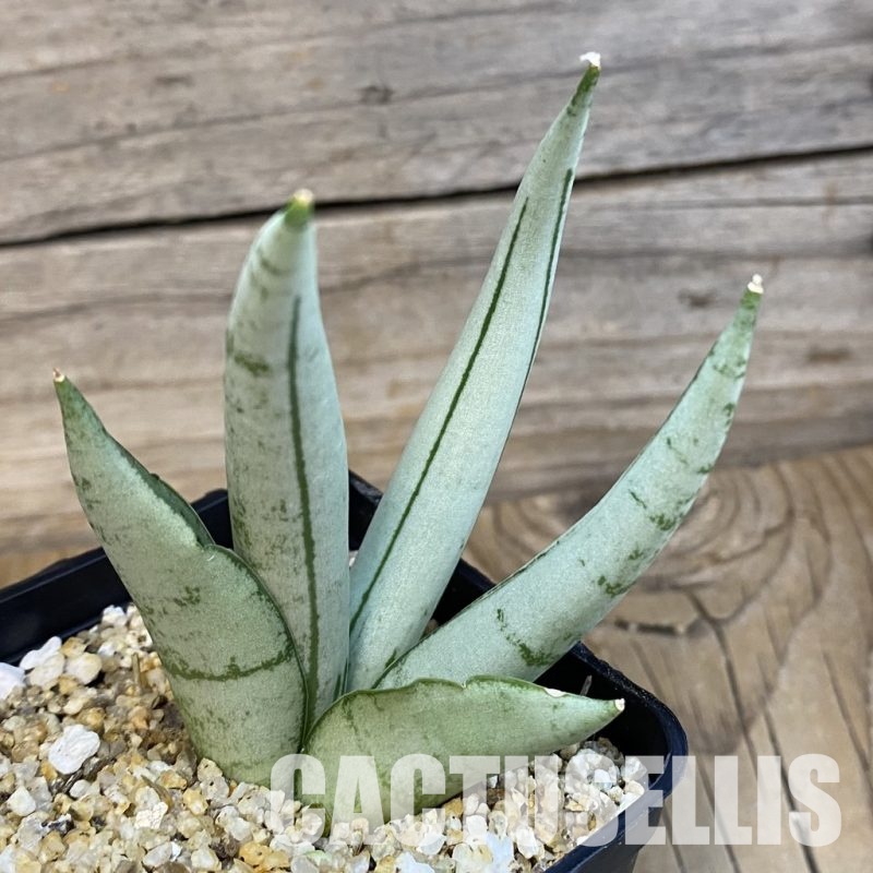 SH31795 Sansevieria ‘Boncel Silver’