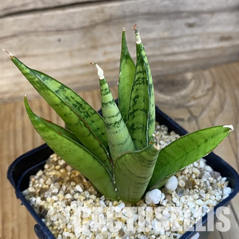 SH31797 Sansevieria ‘Silent Song’