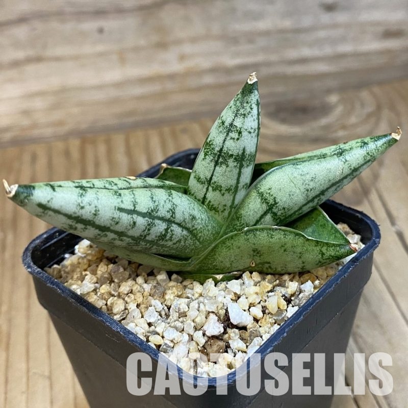 SH31799 Sansevieria ‘Melon’