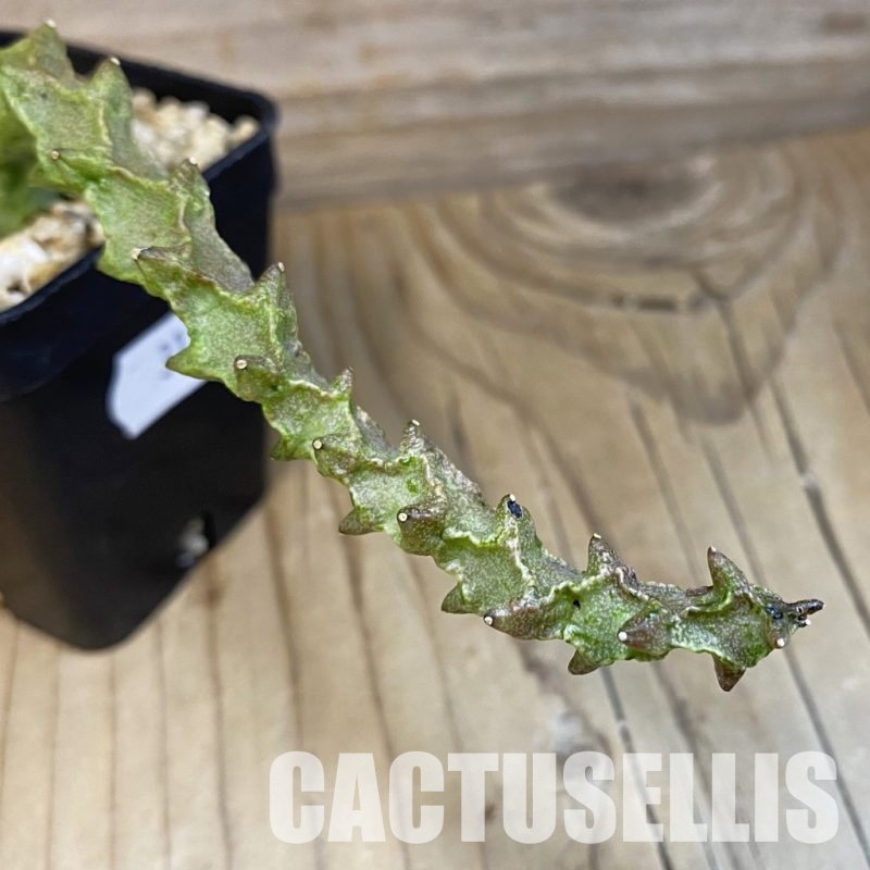 SH31800 Ceropegia simoneae ‘Green Form’