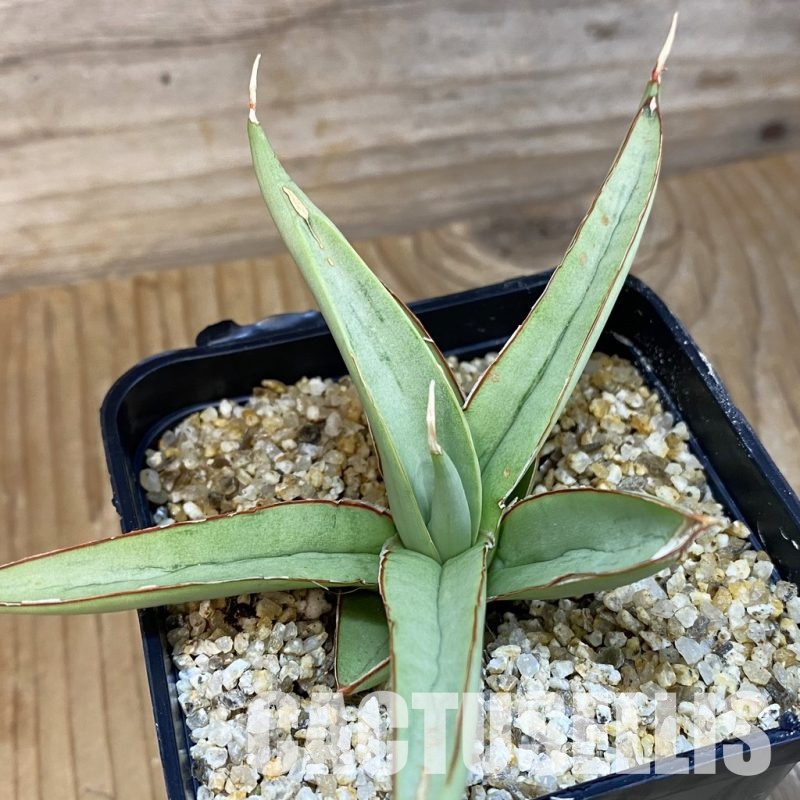 SH31785 Sansevieria 'Chao Phraya'
