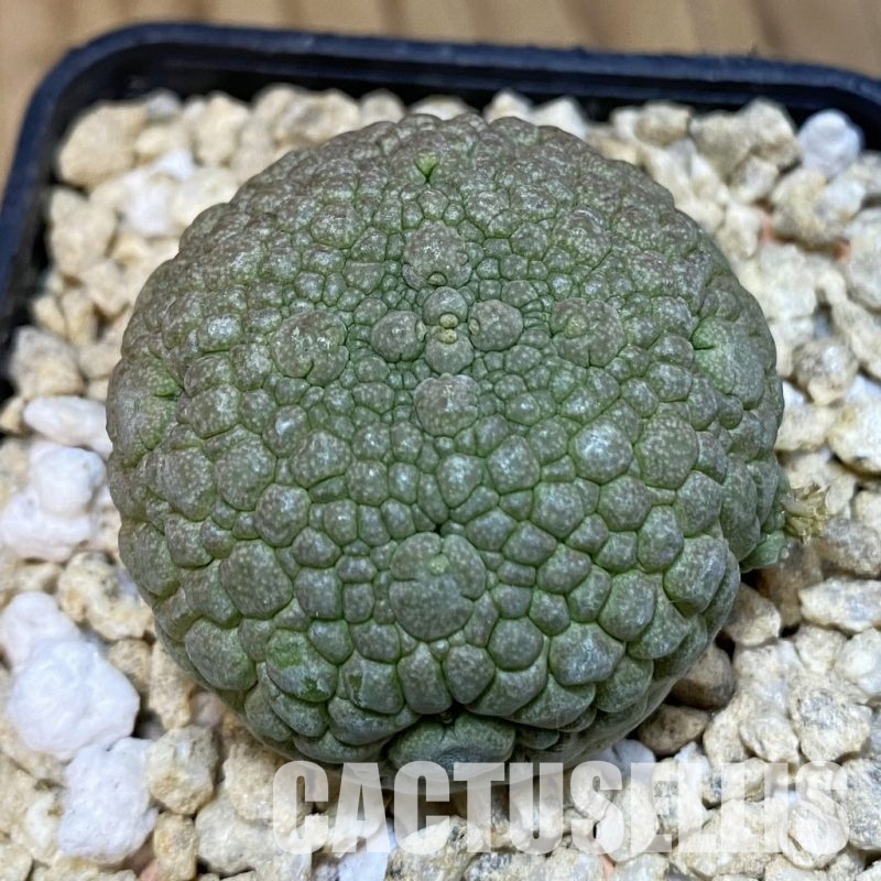 SH31801 Pseudolithos migiurtinus