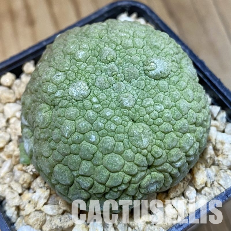 SH31802 Pseudolithos migiurtinus