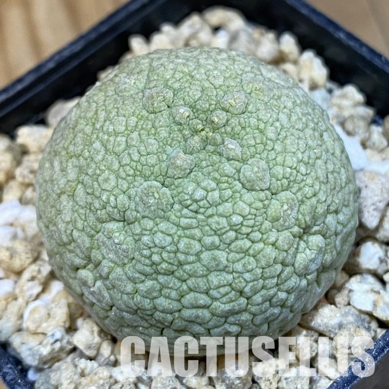 SH31803 Pseudolithos migiurtinus
